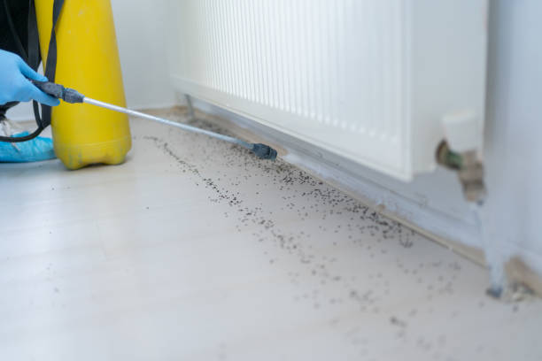Best Termite Control Services  in Helena West Helena, AR